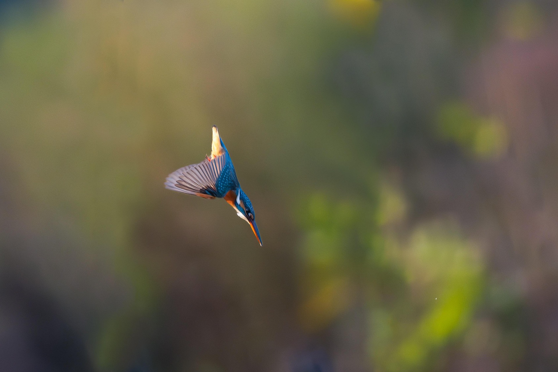 Vogels zijn mooi