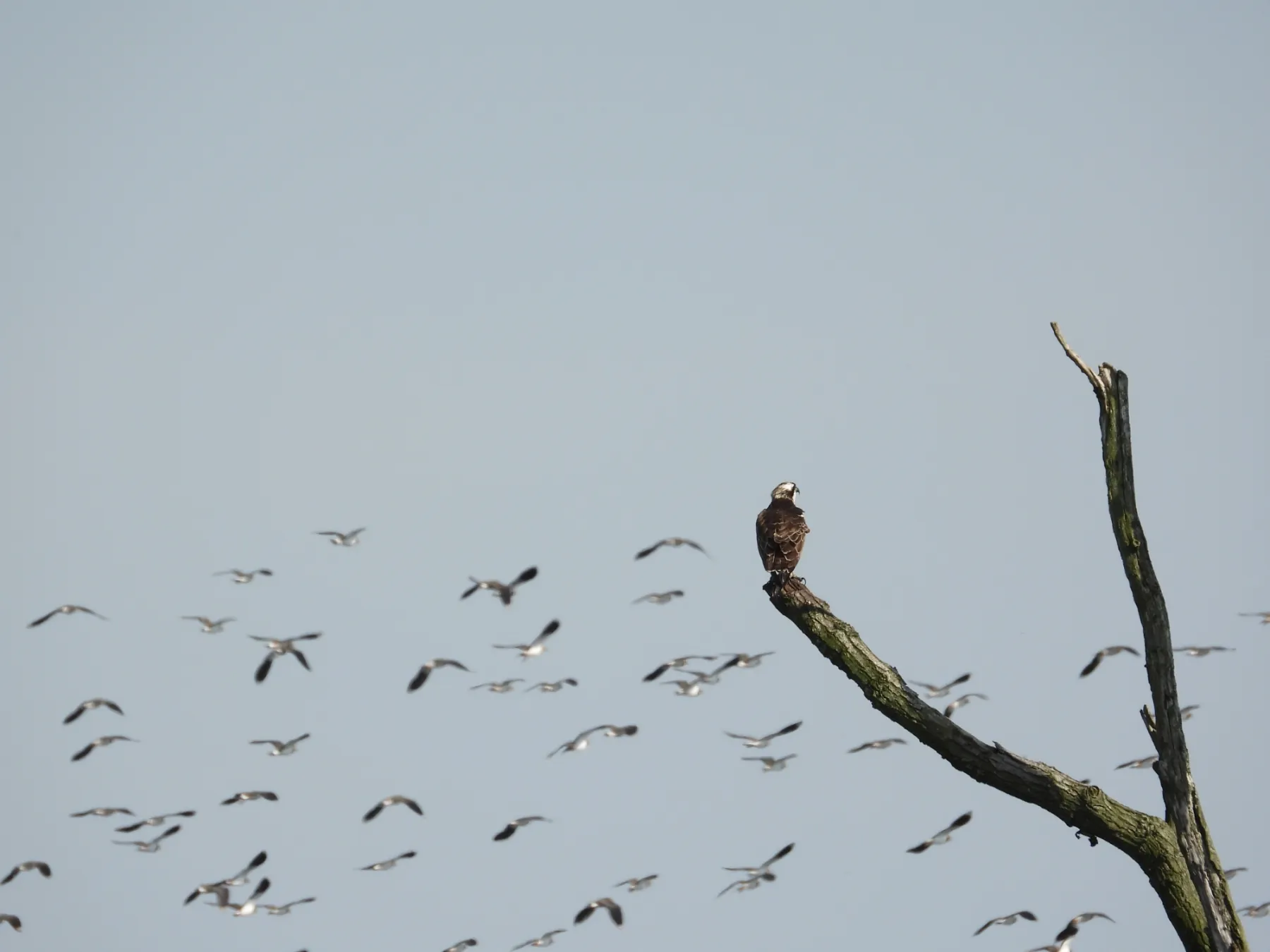 Wilde zwaan