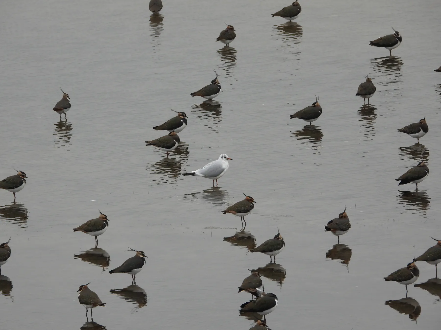 De vreemde eend in de bijt