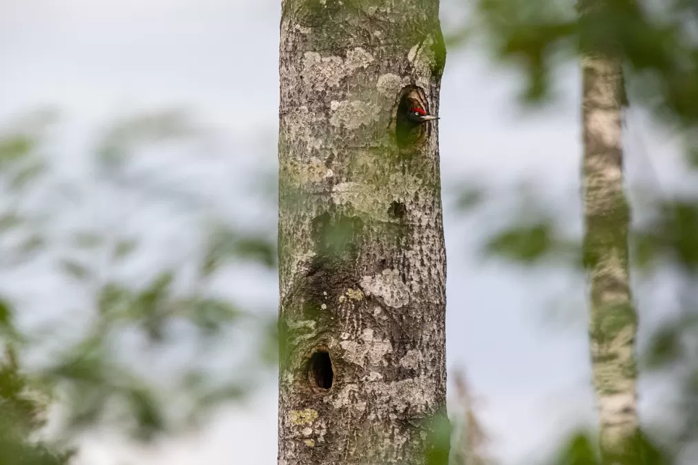 Zwarte specht in boomholte
