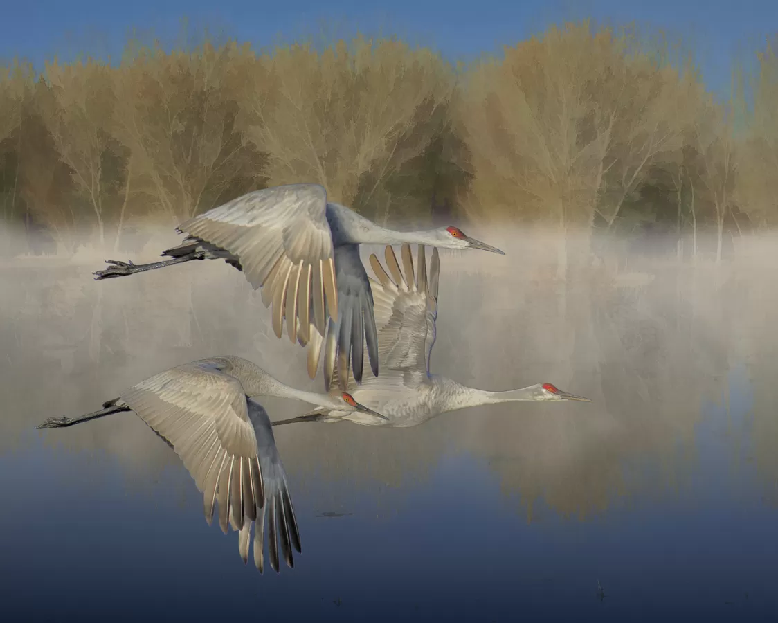 Drie Canadese kraanvogels in vlucht boven een mistige omgeving