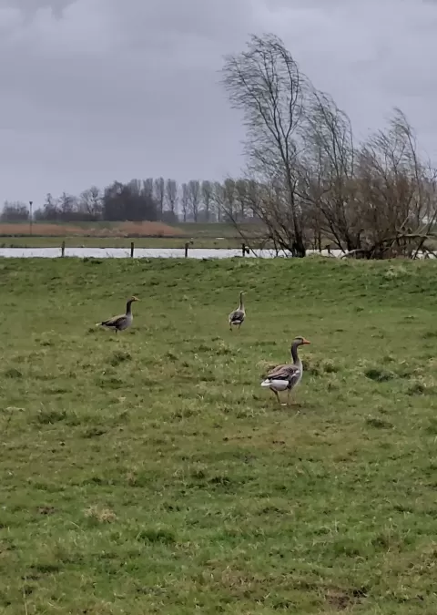 Gespotte Grauwe gans