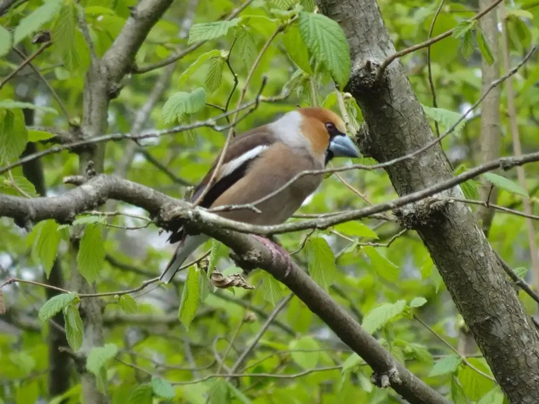Gespotte Appelvink