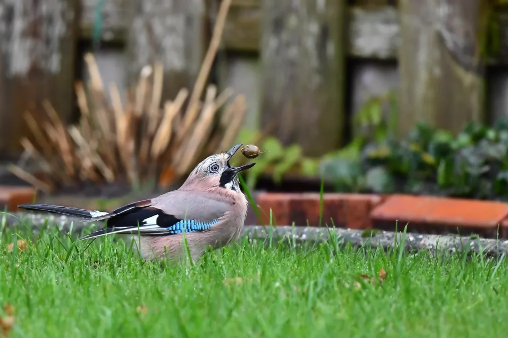 Intelligente vogels 
