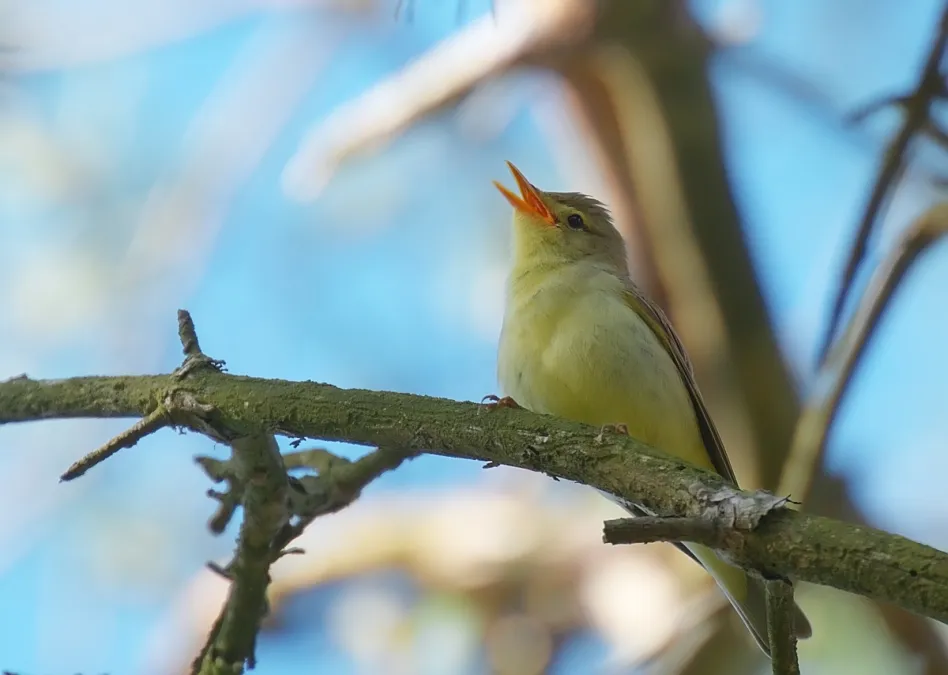 Gespotte Spotvogel