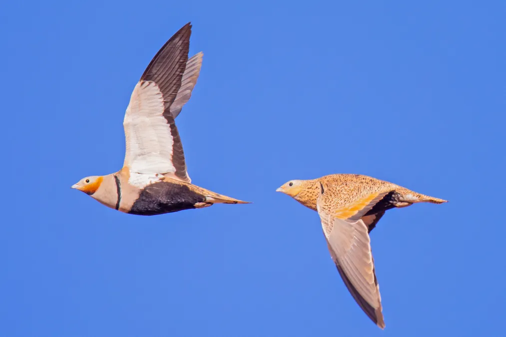 Twee zandhoenen in vlucht tegen een blauwe lucht