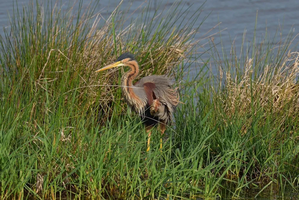 Purperreiger in rietkraag