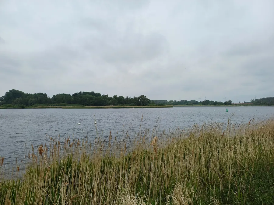 Gespotte Knobbelzwaan
