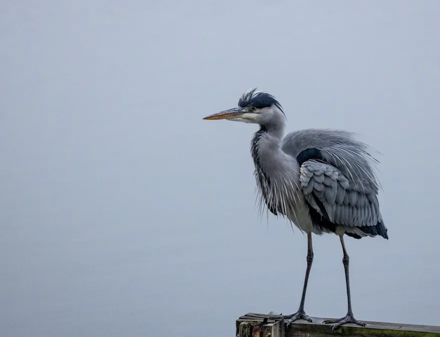 Blauwe Reiger bij het water