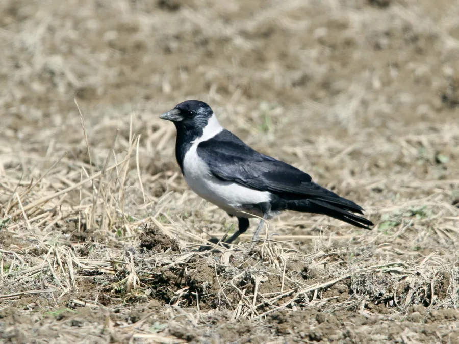 daurische kauw op een omgeploegd veld