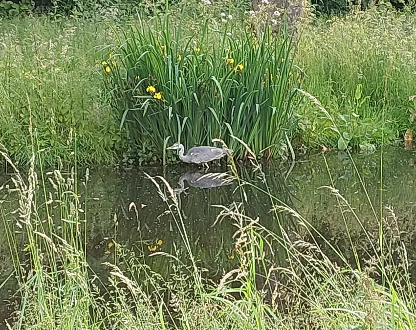 Gespotte Blauwe reiger