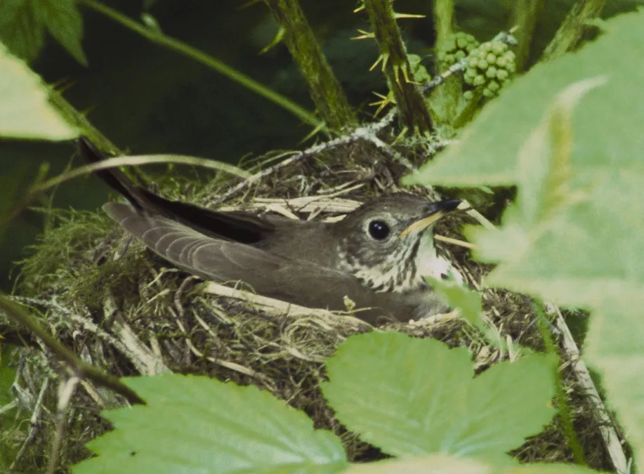 grijswangdwerglijster in nest