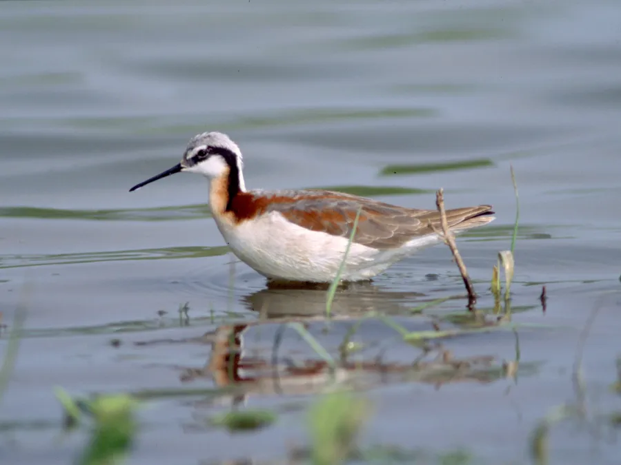 grote franjepoot in ondiepe water