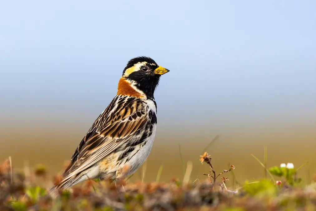ijsgors in een moerassige omgeving