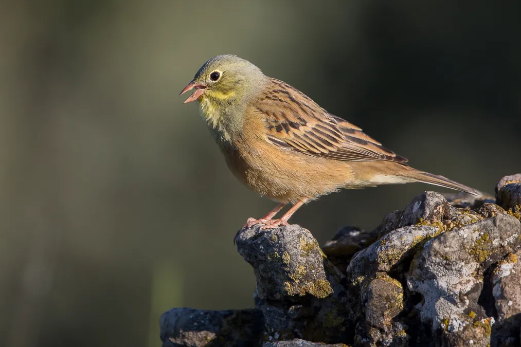 ortolaan op een rots