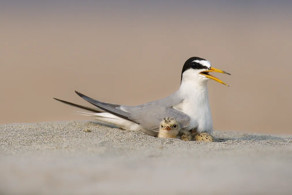 dwergstern met kuiken op het strand