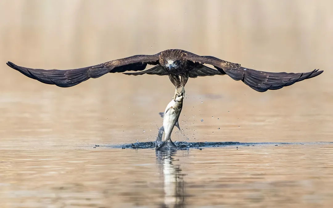 zwarte wouw vangt vis