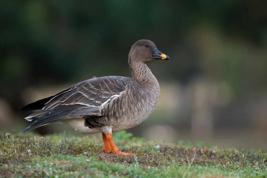 Gespotte Toendrarietgans