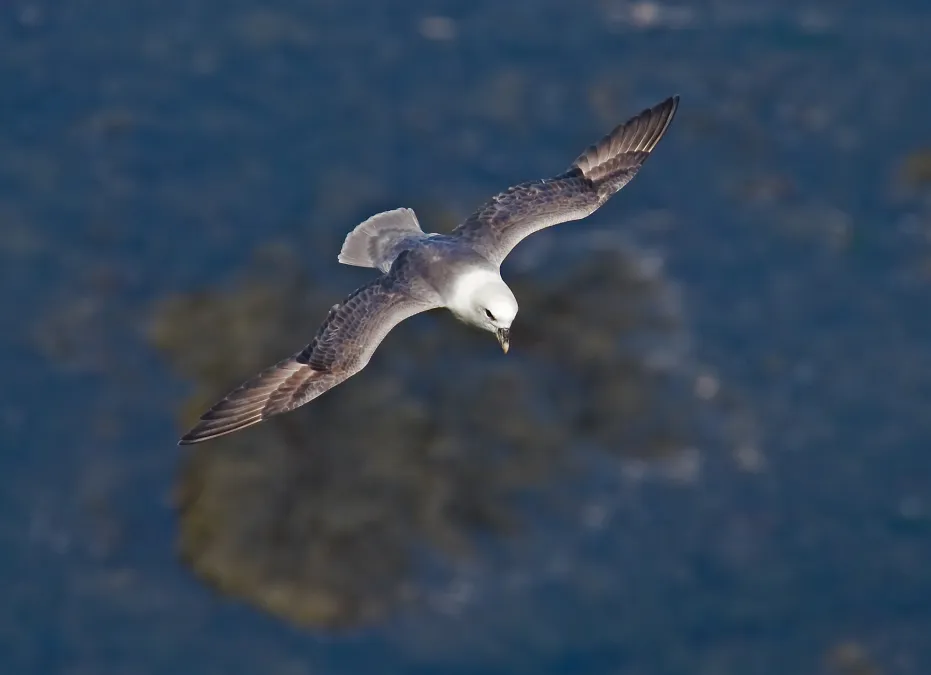 noordse stormvogel in vlucht boven de zee