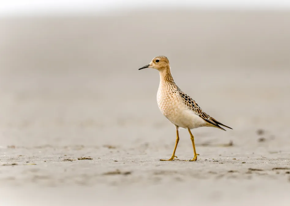 blonde ruiter op het strand