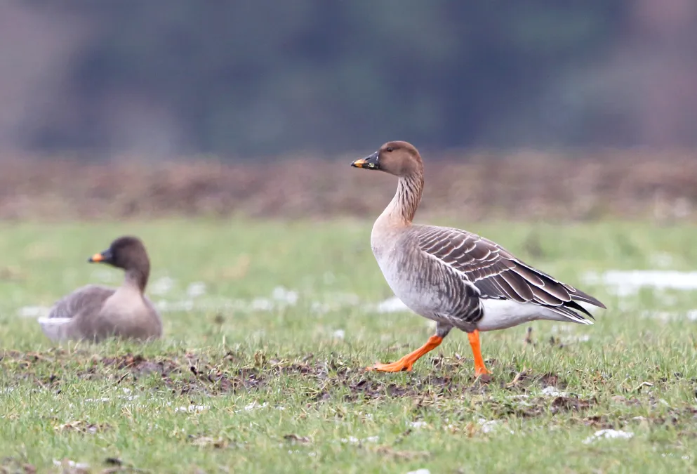 Taigarietgans in een weiland
