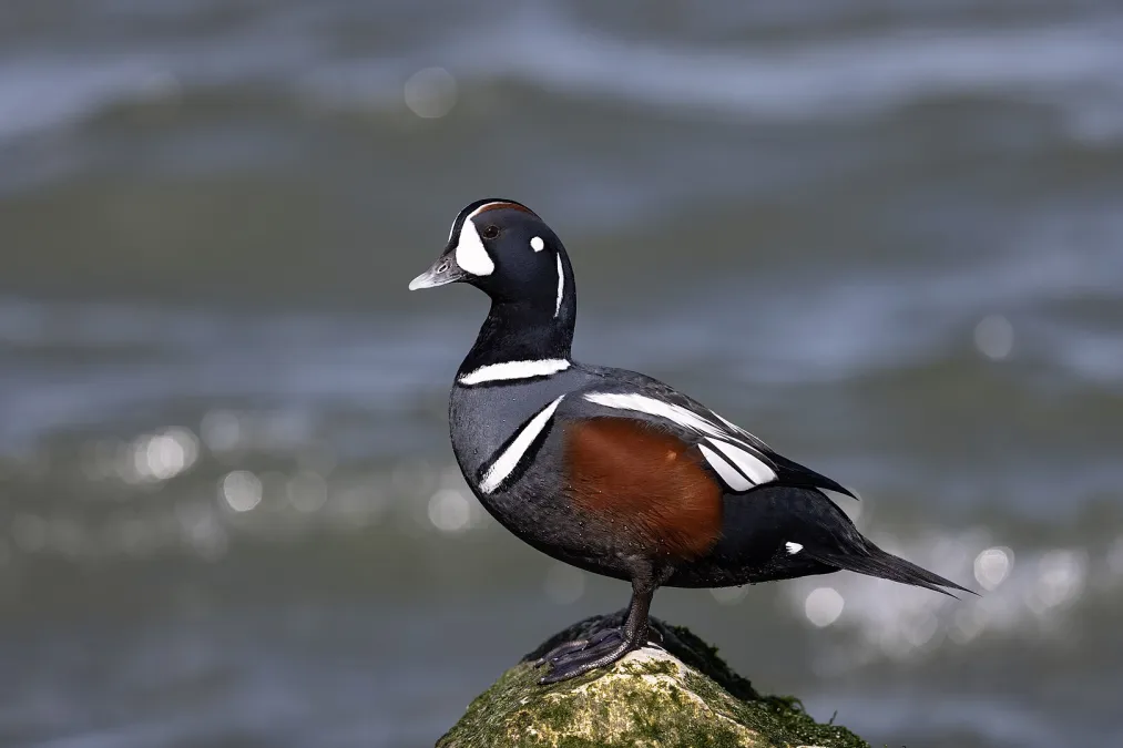 Harlekijneend bij het water