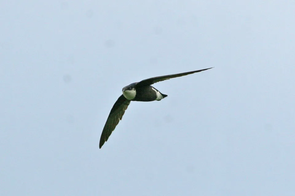 stekelstaartgierzwaluwin vlucht