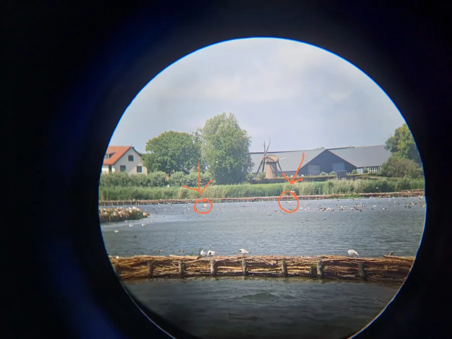 Gespotte Flamingo