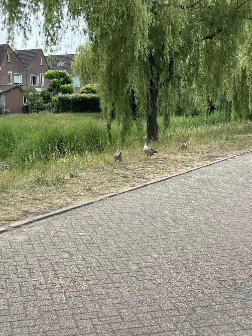 Gespotte Grauwe gans