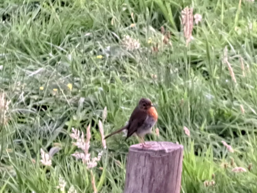 Gespotte Roodborst
