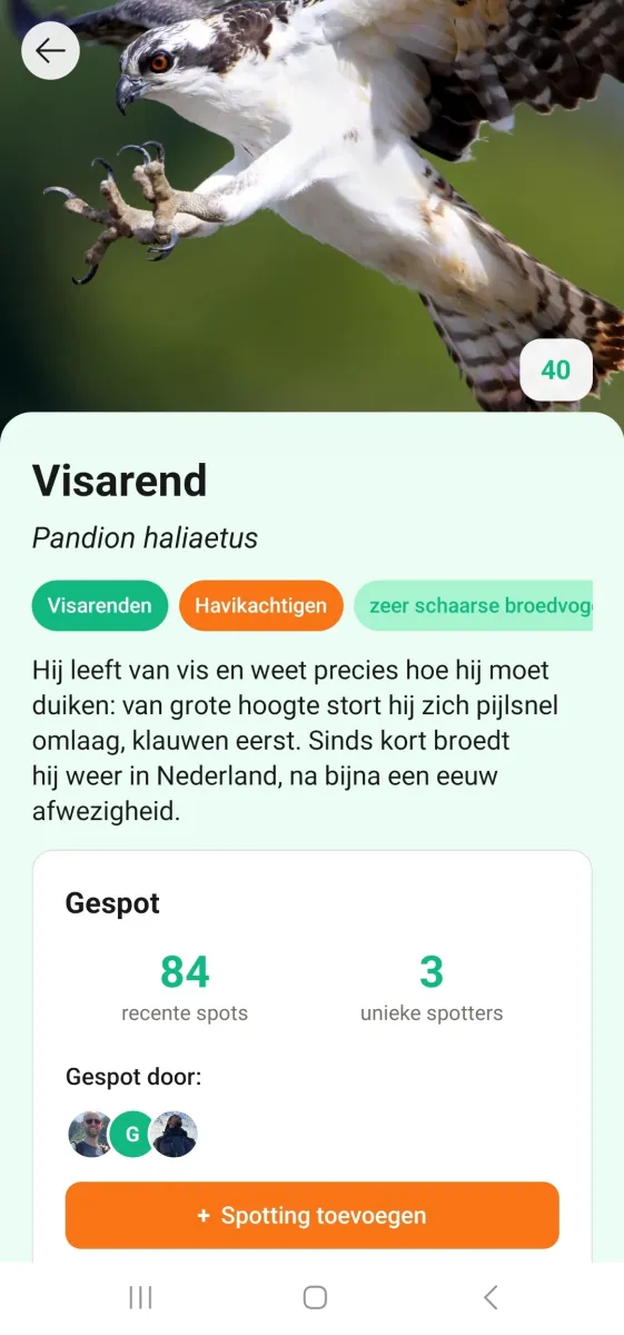 Gaai op een tak