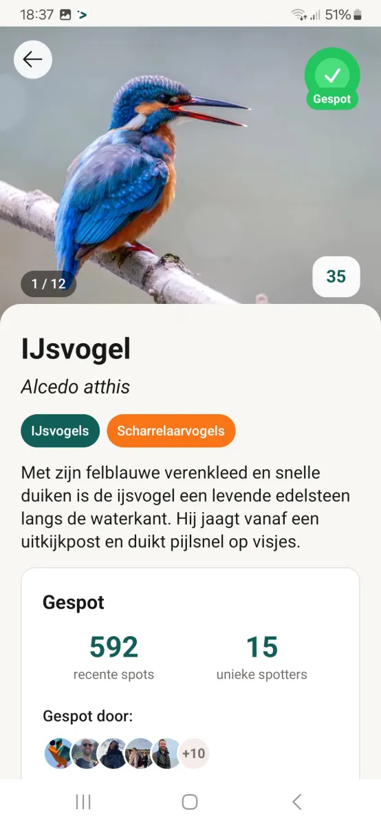IJsvogel