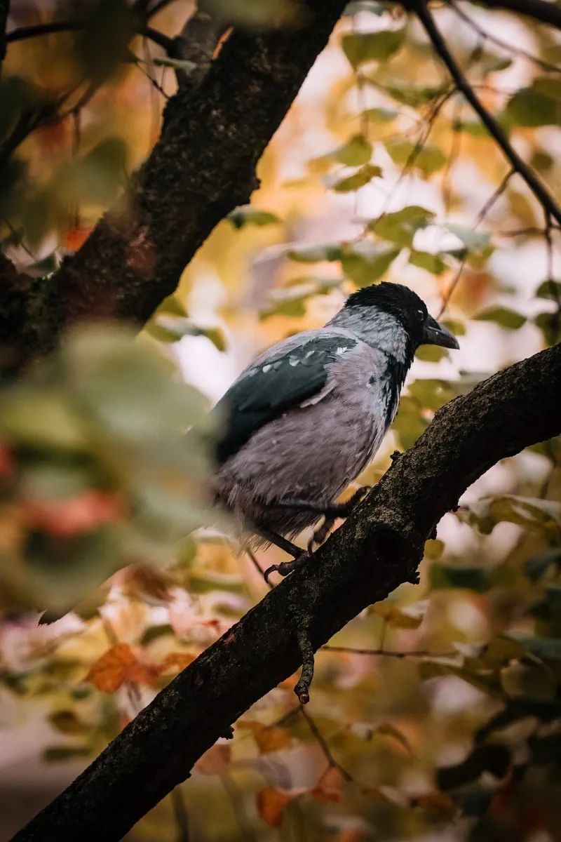 Een Bonte kraai, zit op een boomtak omringd door herfstbladeren.