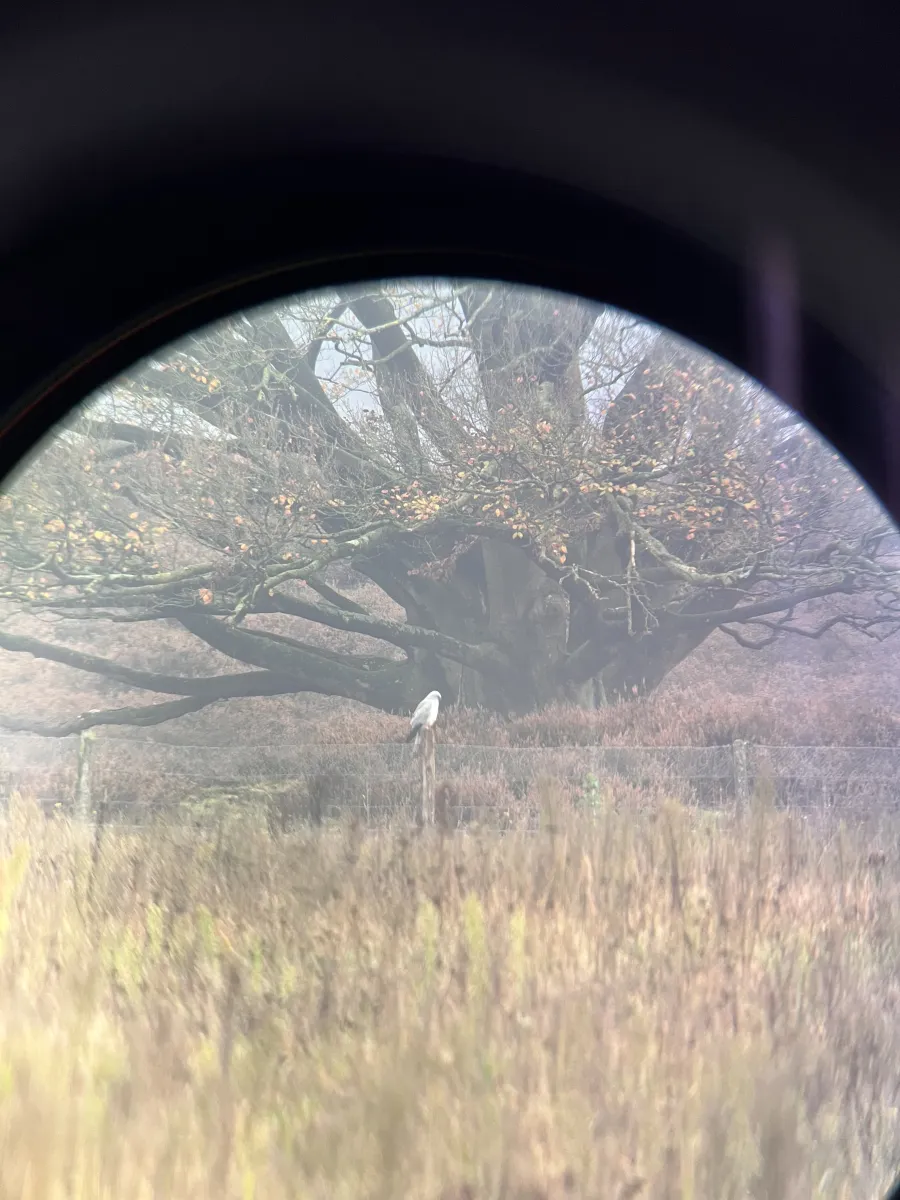 Gespotte Blauwe kiekendief