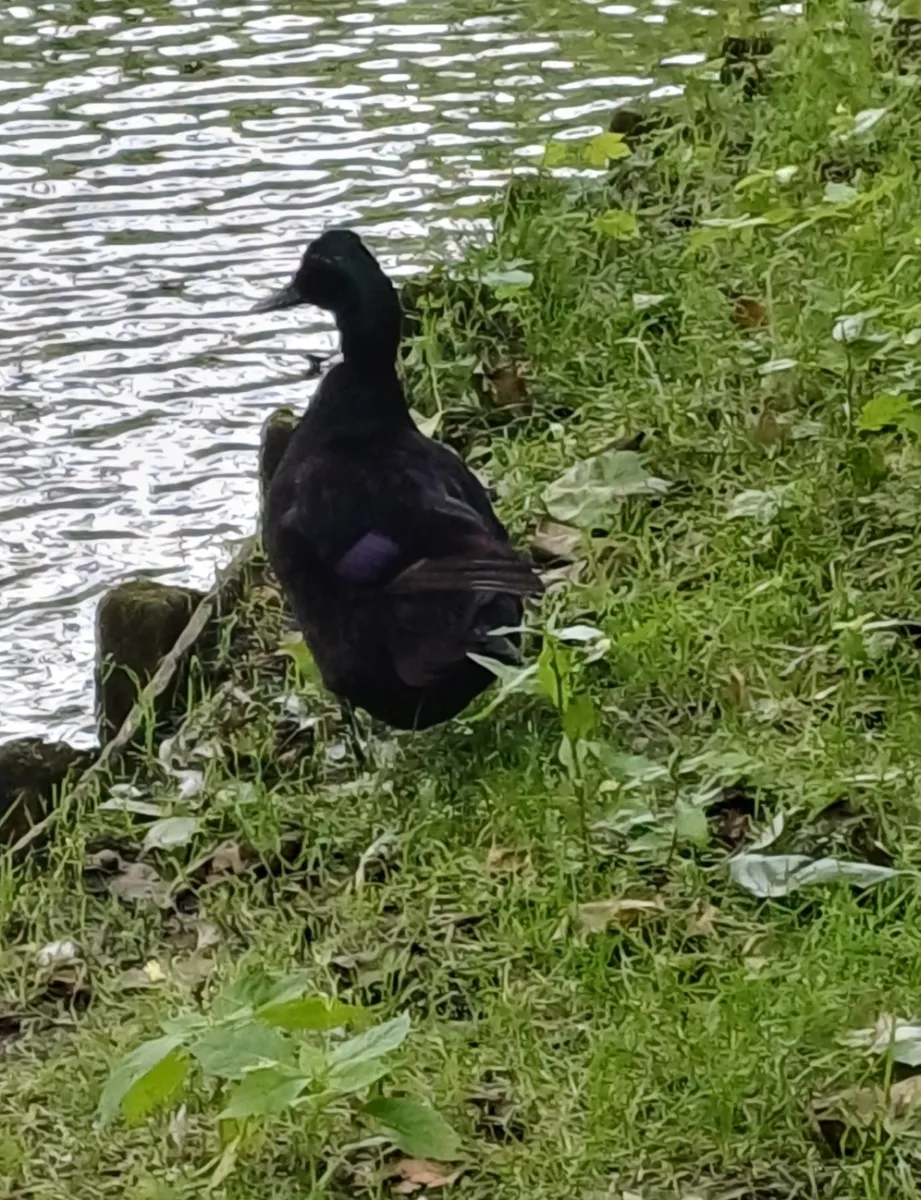 Gespotte Zwarte zee-eend