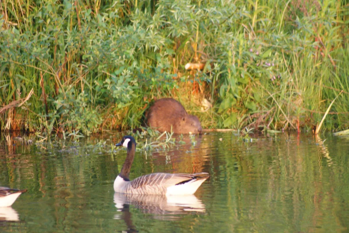 Gespotte Grote Canadese gans