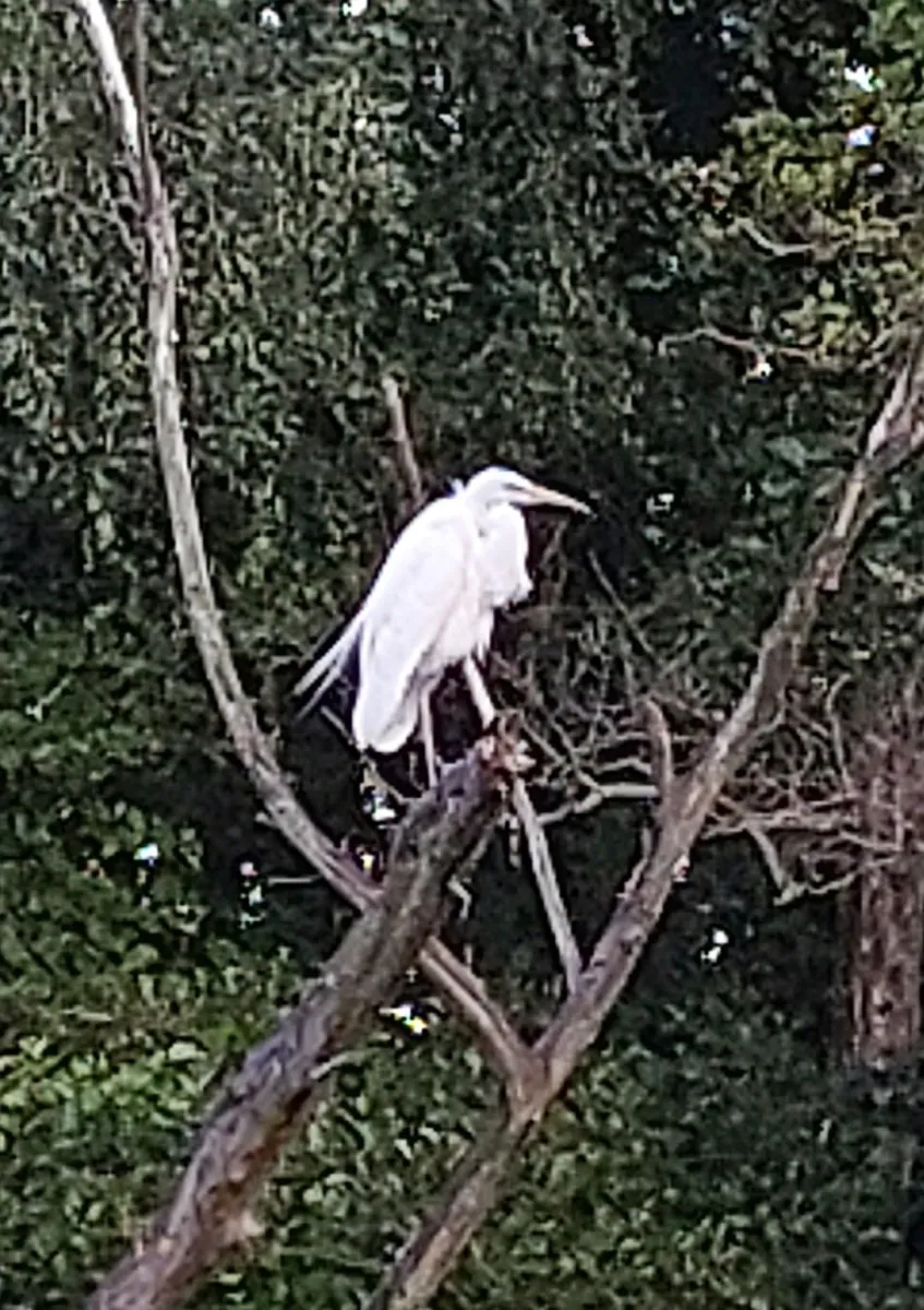 Gespotte Grote zilverreiger