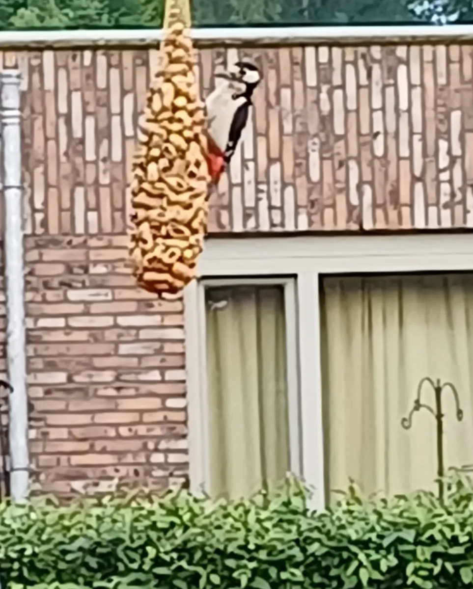 Gespotte Grote bonte specht