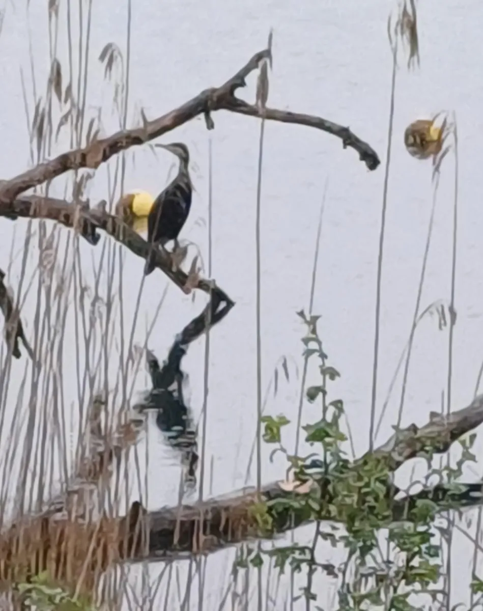 Gespotte Aalscholver