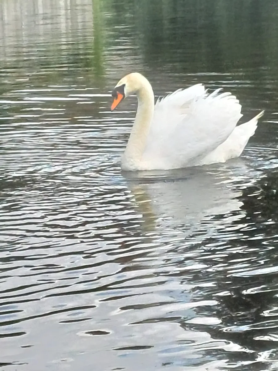 Gespotte Knobbelzwaan