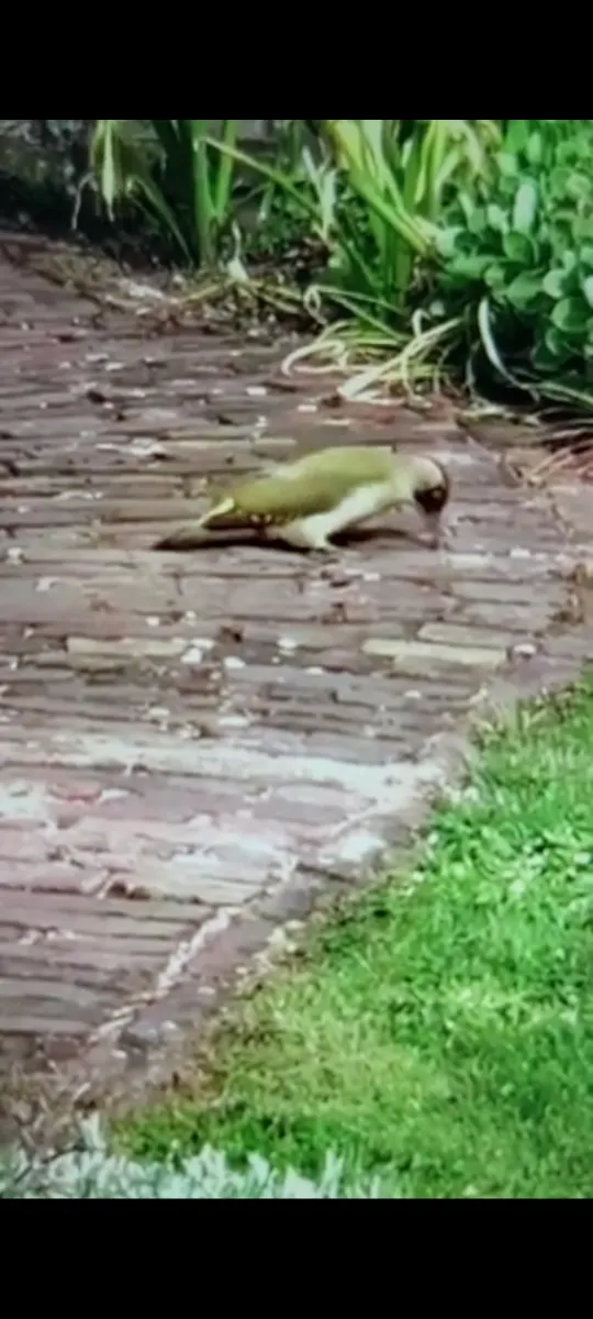 Gespotte Groene specht