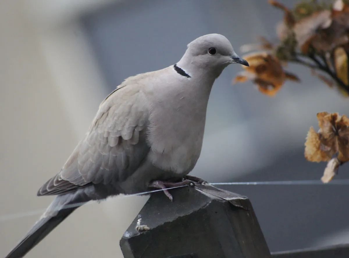 Gespotte Turkse tortel