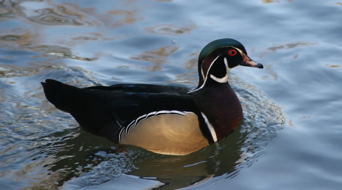 Gespotte Carolinaeend