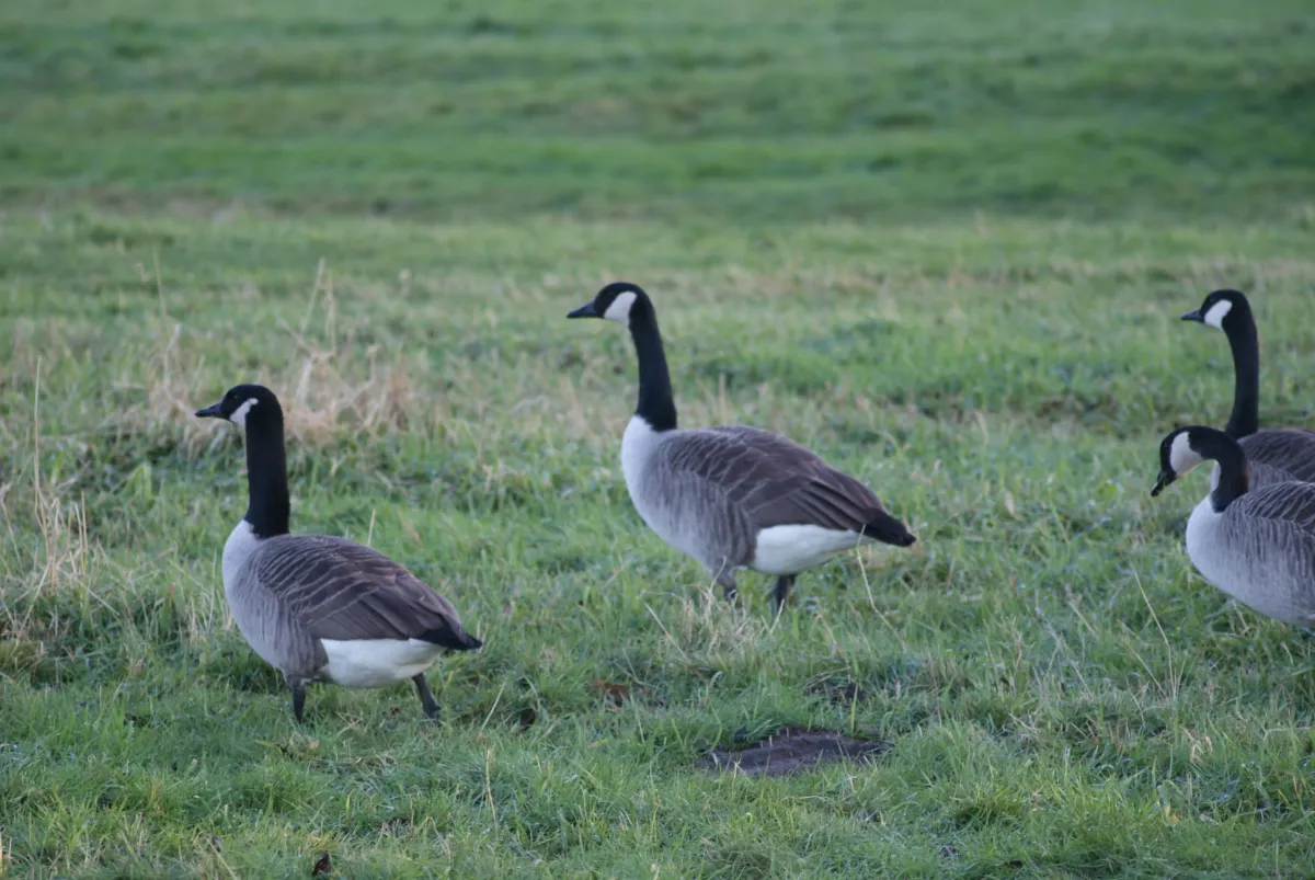 Gespotte Grote Canadese gans