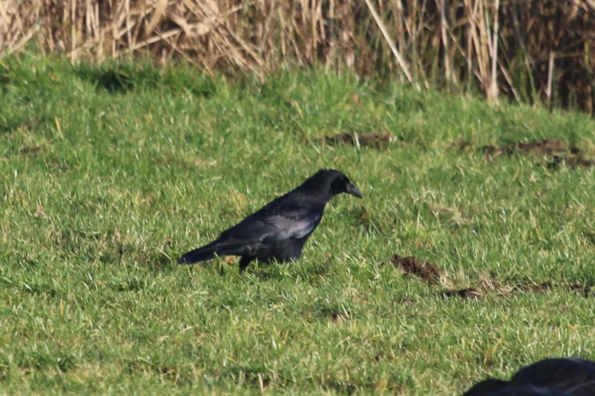 Gespotte Zwarte kraai