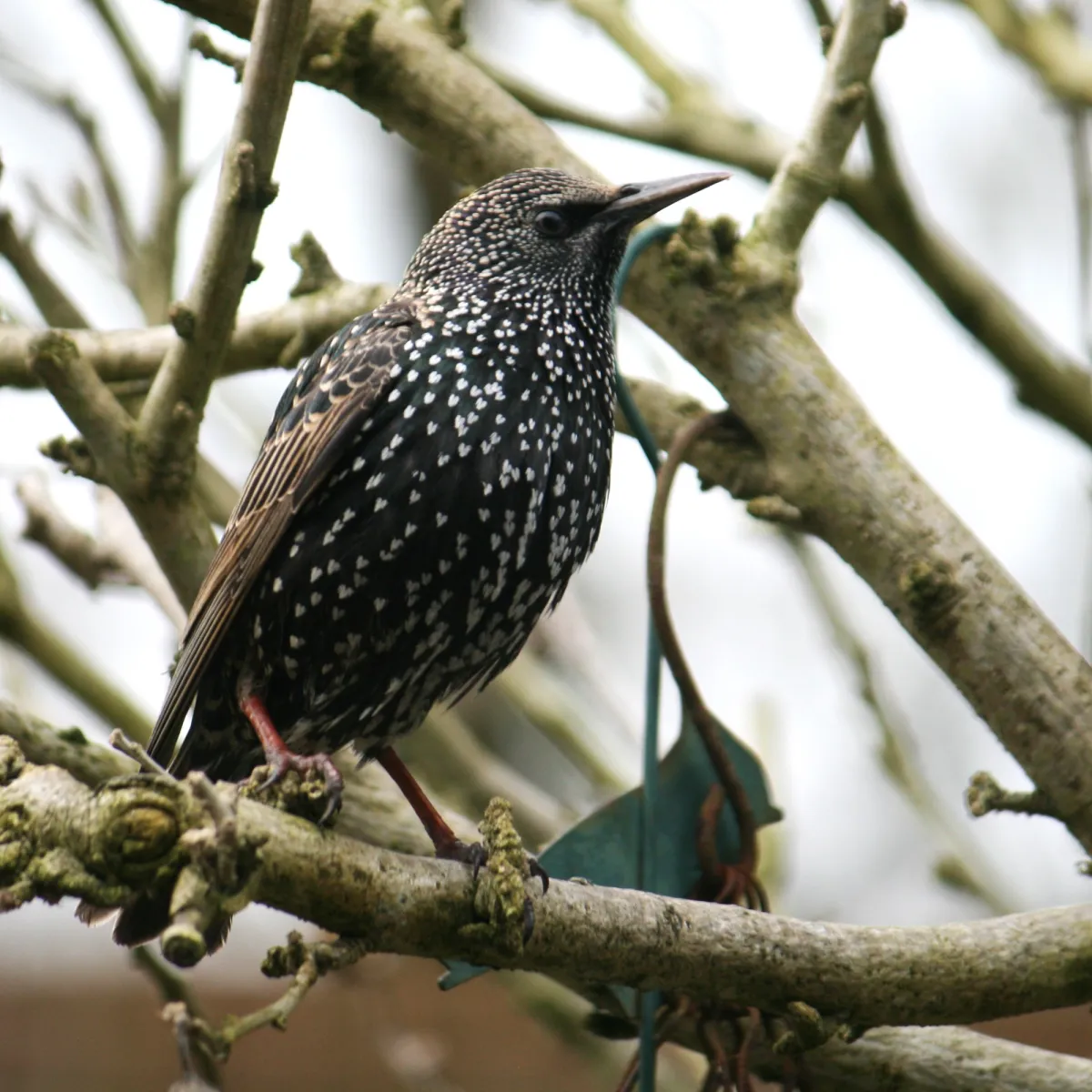 Spotted European Starling