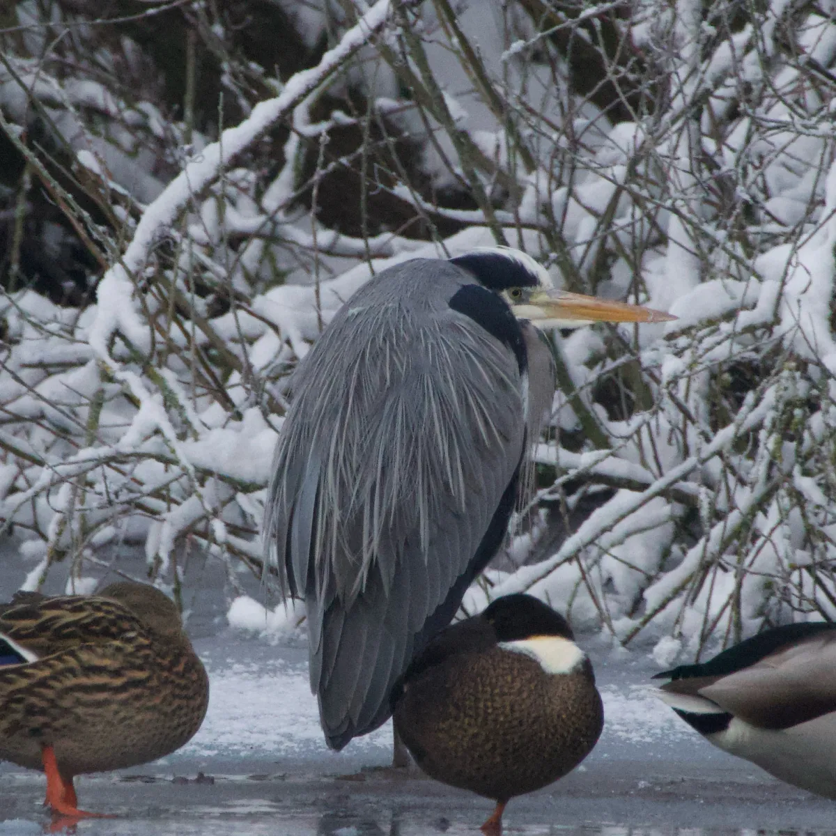 Gespotte Blauwe reiger
