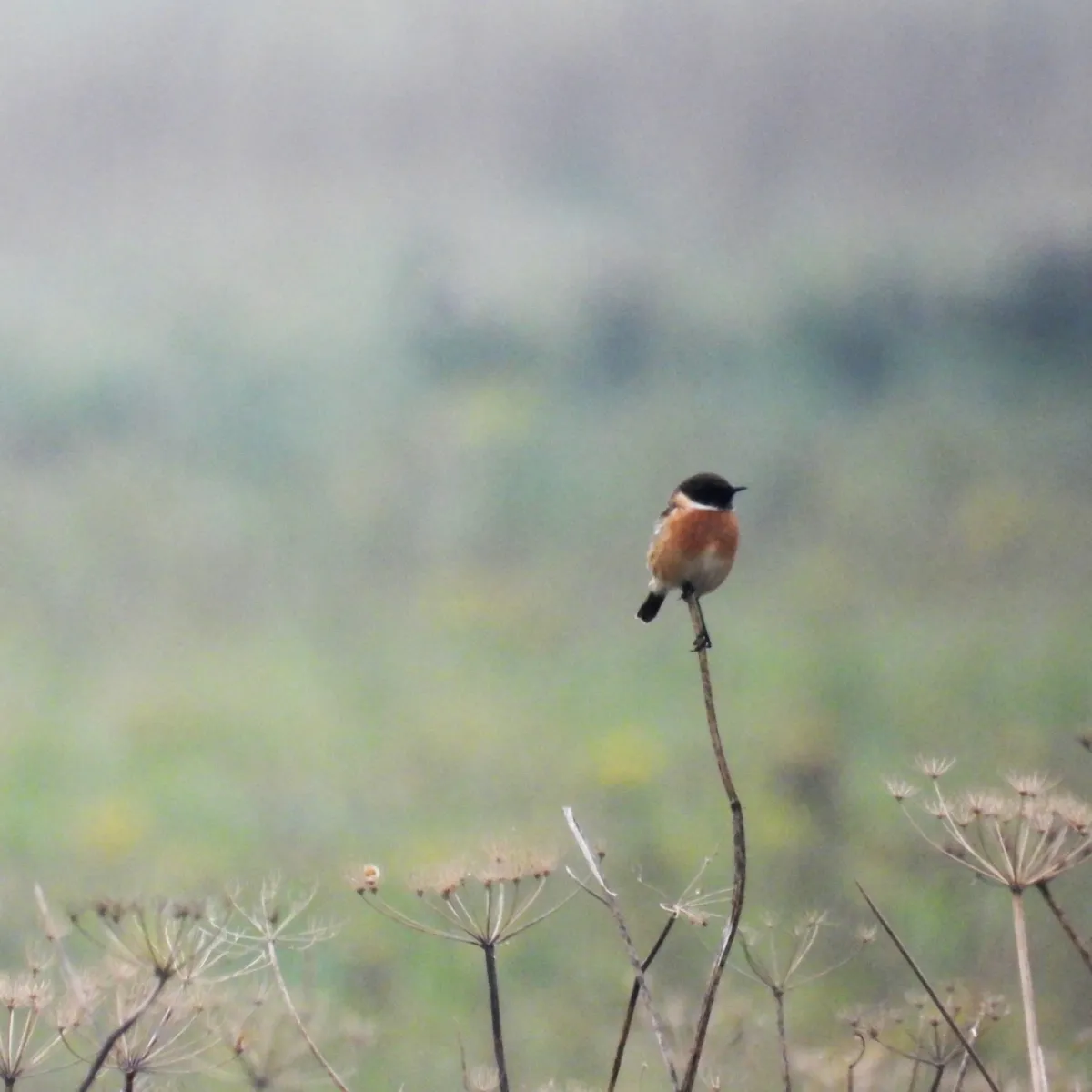 Gespotte Roodborsttapuit