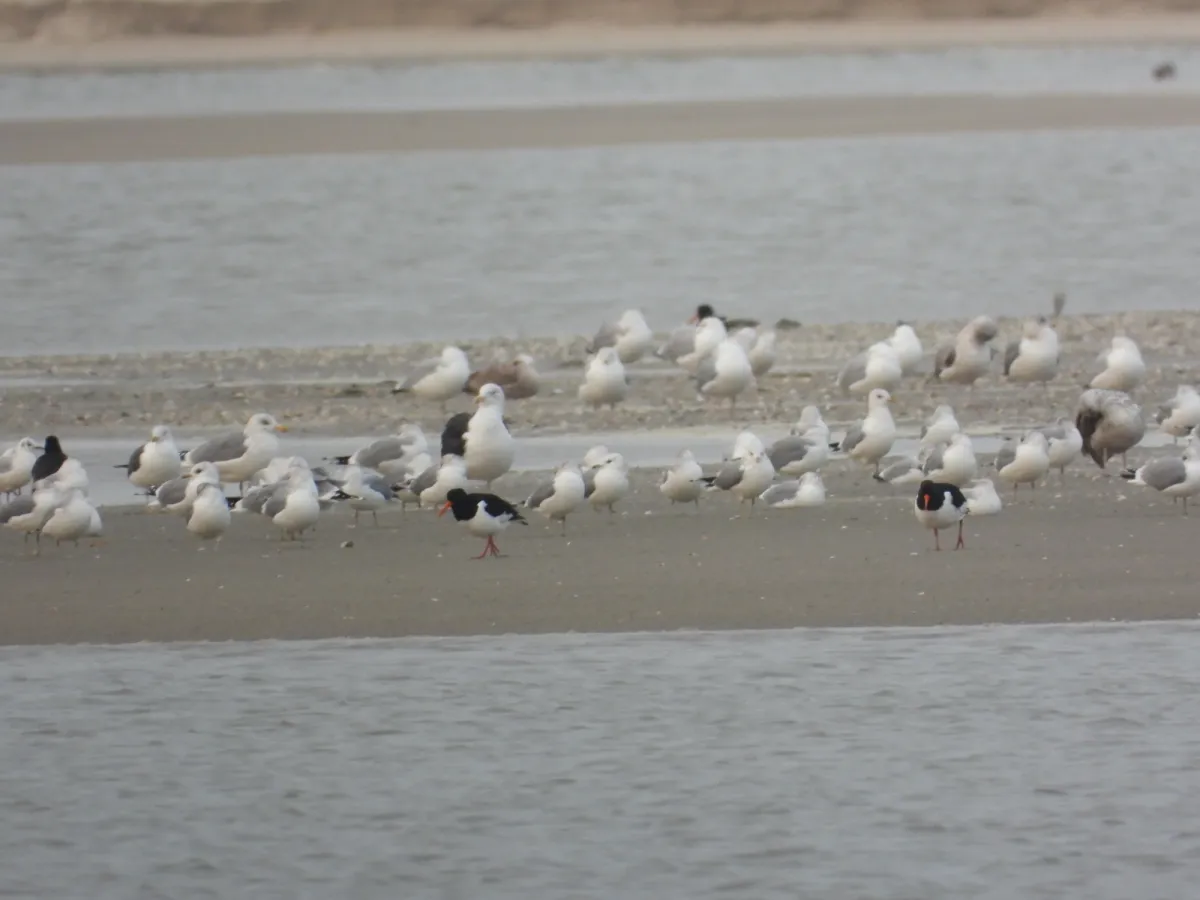 Gespotte Scholekster