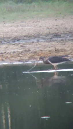 Gespotte Zwarte ooievaar